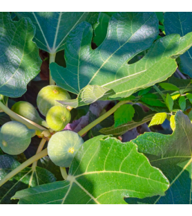 Fig Leaf Natural Flavour